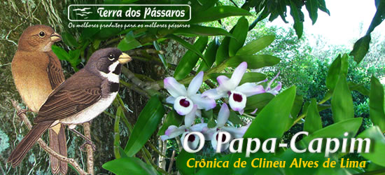 O Papa-Capim O Papa-Capim